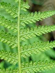 Macrothelypteris multiseta