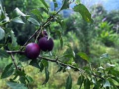 Prunus domestica