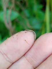 Macrothelypteris multiseta