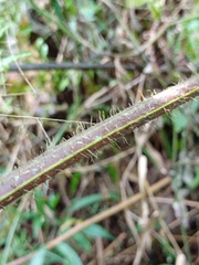 Macrothelypteris multiseta