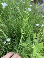 Gypsophila elegans