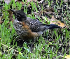Turdus migratorius