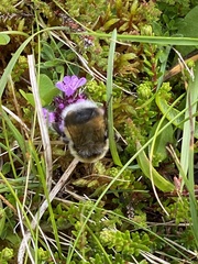 Bombus jonellus