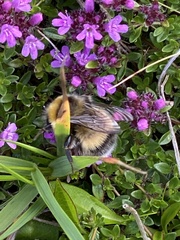 Bombus jonellus