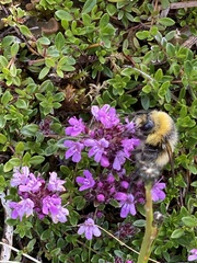 Bombus jonellus