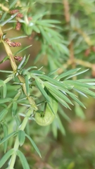 Oligotrophus juniperinus