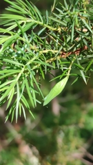 Oligotrophus juniperinus