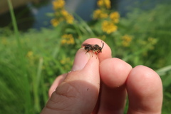 Macropis europaea
