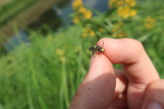 Macropis europaea