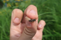 Macropis europaea