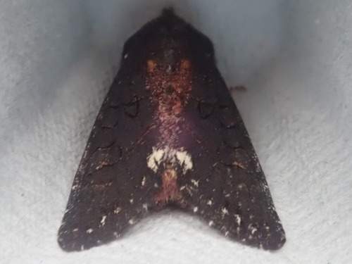 Black Arches Moth photo 5