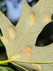 Eriophyes aceris