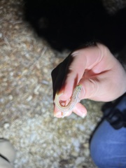 Sphaerodactylus roosevelti