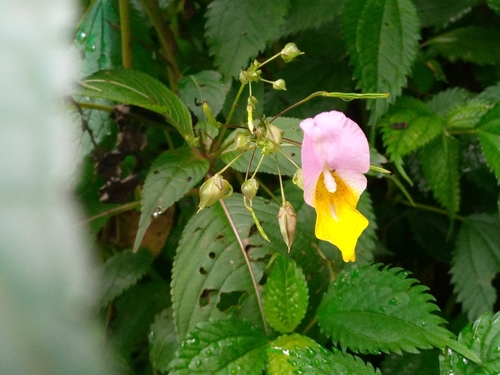 Image of Impatiens bicolor by (c) areebmohsin, some rights reserved (CC BY)