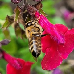 Apis mellifera