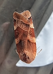 Noctua fimbriata
