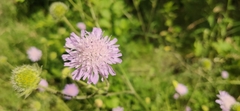 Knautia arvensis