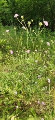 Knautia arvensis