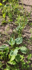 Plantago major