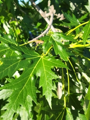 Eriophyes aceris