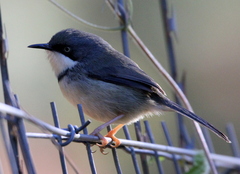 Apalis thoracica claudei