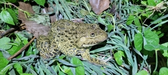 Hoplobatrachus chinensis