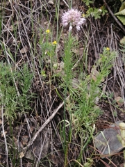 Allium strictum