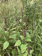 Stachys sylvatica