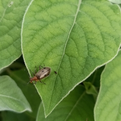 Cerogria quadrimaculata