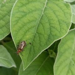 Cerogria quadrimaculata