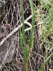 Allium strictum