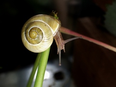 Cepaea hortensis