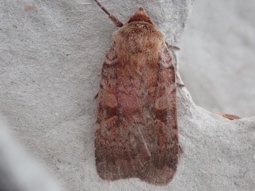 Lycophotia Moth photo 2