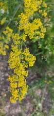 Galium verum