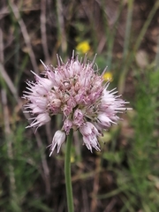 Allium strictum