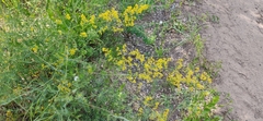 Galium verum