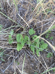 Sphaeralcea lindheimeri