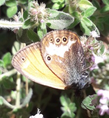 Coenonympha arcania