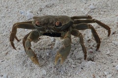 Geograpsus crinipes