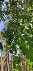 Sorbus aucuparia