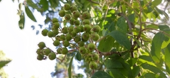 Sorbus aucuparia