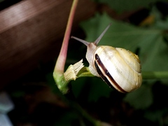 Cepaea hortensis