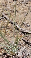 Eriogonum gracile gracile