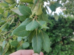 Quercus suber