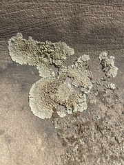 Protoparmeliopsis muralis