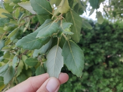 Quercus suber