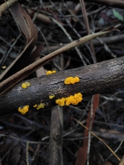 Tremella mesenterica