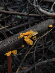 Tremella mesenterica