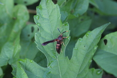 Vitacea scepsiformis