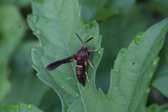 Vitacea scepsiformis